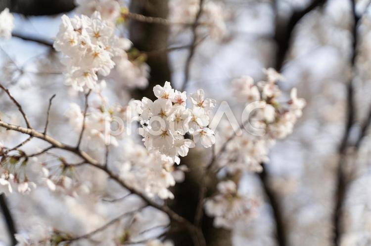 満開の桜が青空に映える② 桜,春,花の写真素材