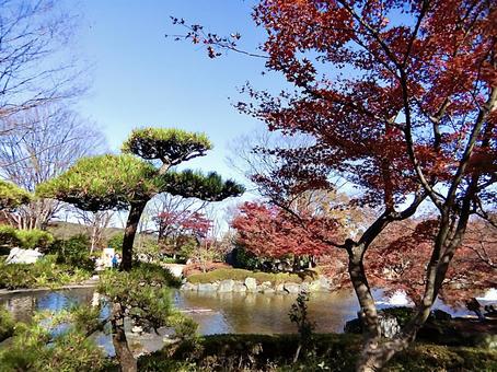 公園の紅葉 公園の紅葉の写真