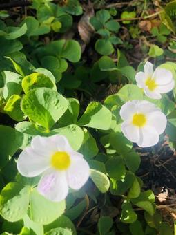 朝日に輝く白い花 朝日に輝く白い花の写真