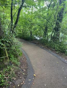 自然の歩道 自然,木々,木陰の写真素材