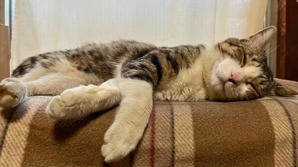 安らぎの昼寝タイム 安らぎの昼寝タイム 猫,ペット,眠るの写真素材