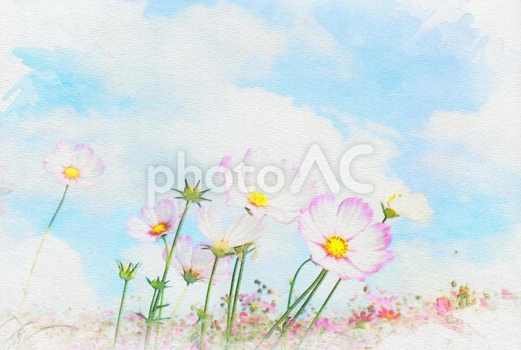 コスモスの水彩画風 コスモス,ピンク,zoom背景の写真素材
