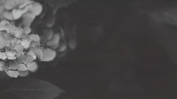 紫陽花 白黒-薄 16:9 白黒,モノクロ,グレースケールの写真素材