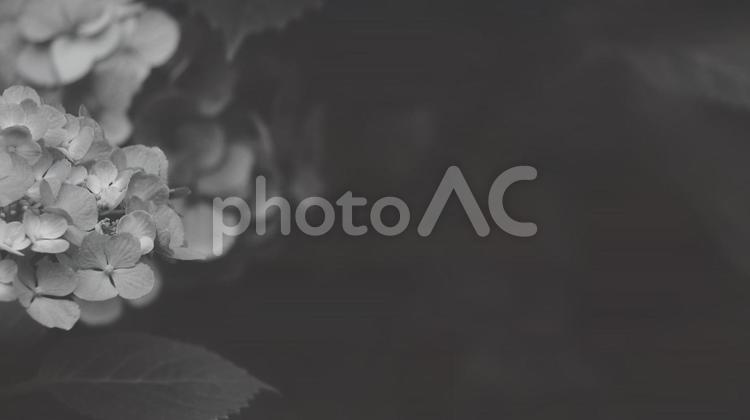 紫陽花 [白黒/淡]版 縦横16:9 白黒,モノクロ,グレースケールの写真素材