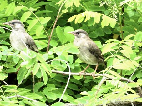 Young starling hanging on a branch, JPG Young starling hanging on a branch, JPG