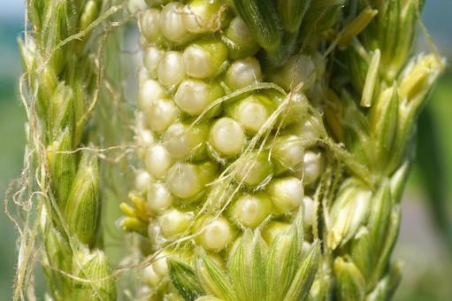 Photo, corn, tassel seed, male ear seed, 