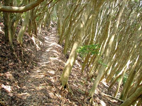 照葉樹マテバシイの森(千葉県 烏場山) 照葉樹,マテバシイ,常緑広葉樹の写真素材