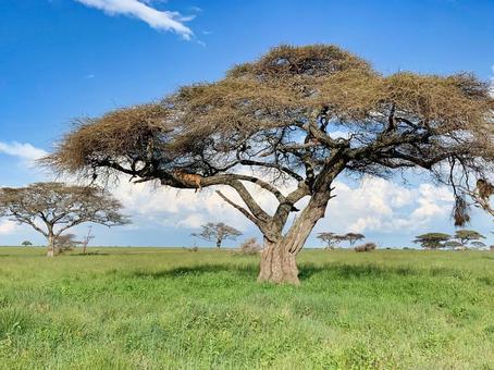 サファリ アフリカ,サファリ,タンザニアの写真素材