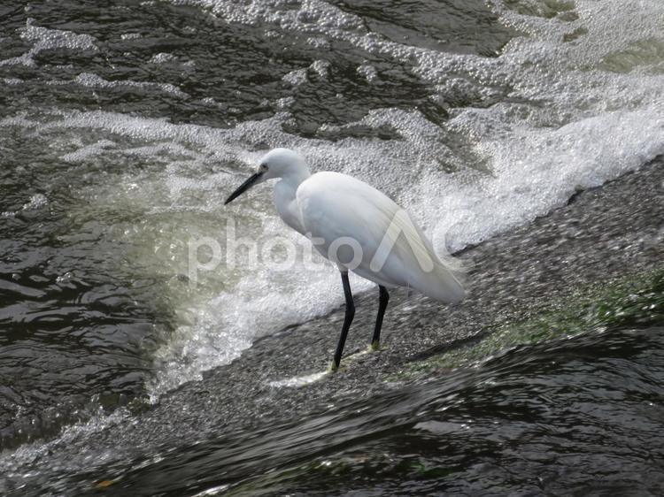 川の急流で踏ん張り獲物を待つコサギ コサギ,鳥,鳥類の写真素材