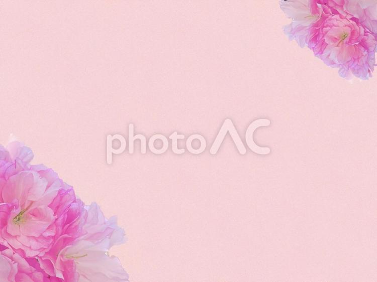 ピンクの桜の花を端に置いた背景 ピンク,さくら,桜の写真素材
