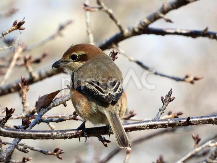桜の枝にとまるモズ 鳥,野鳥,モズの写真素材