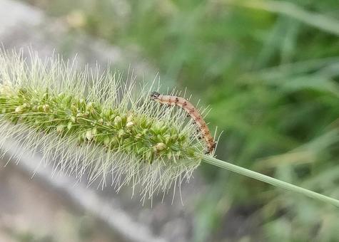 ネコジャラシと毛虫 ネコジャラシと毛虫の写真