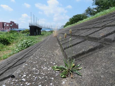 Photo, heraooba, view of the bank, plants growing from concrete, 