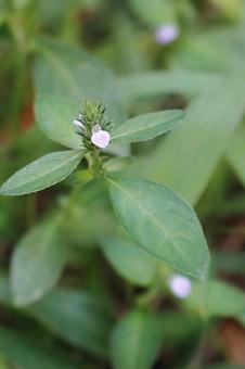植物 キツネノマゴ 植物 キツネノマゴの写真