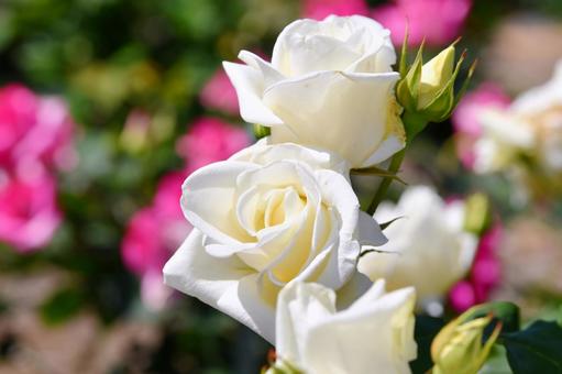 薔薇 そどおり姫 薔薇 そどおり姫 薔薇,そどおり姫,花の写真素材