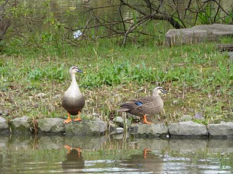 Spot-billed ducks relaxing by the pond in the park, JPG