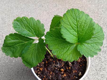 植え付けたイチゴの苗 植え付けたイチゴの苗 苗,イチゴ,蜜香の写真素材
