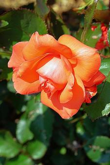 荒牧バラ園568　ルイ・ド・フューネの写真