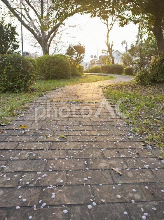桜の花びらが舞う散歩道 散歩道,公園,桜の花びらの写真素材
