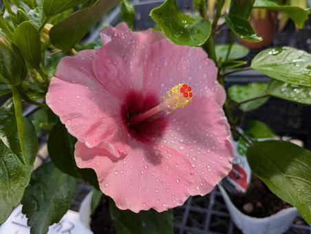 ハイビスカス ハイビスカス ハイビスカス,花,flowerの写真素材