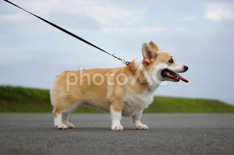 お散歩中のウェルシュコーギー 犬,コーギー,ウェルシュコーギーの写真素材