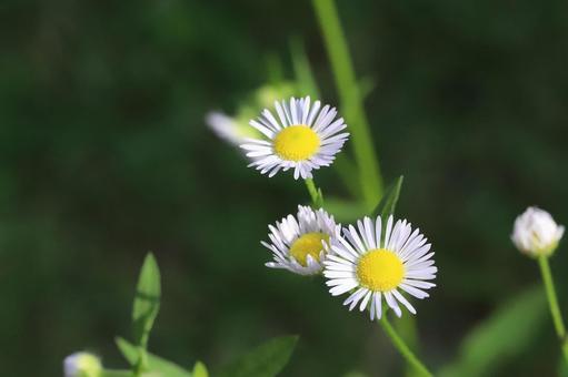 ヒメジョオンの花 ヒメジョオンの花の写真