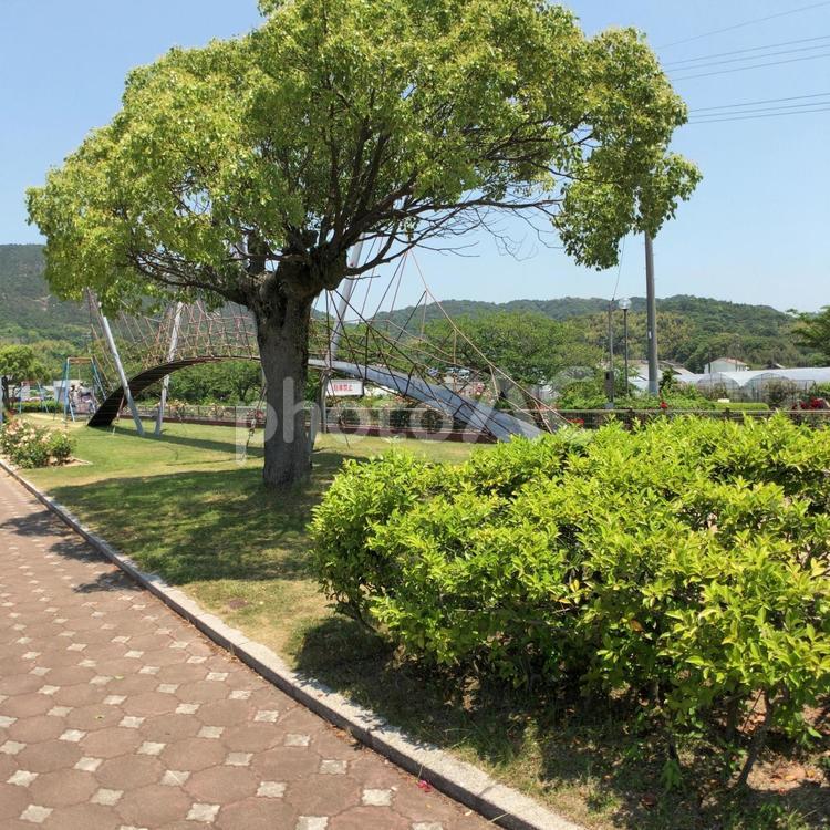 晴れた日の公園の木々 植え込み,公園,空の写真素材