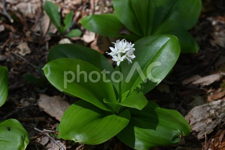 赤城自然園で撮ったツバメオモト 白い花,春,ツバメオモトの写真素材
