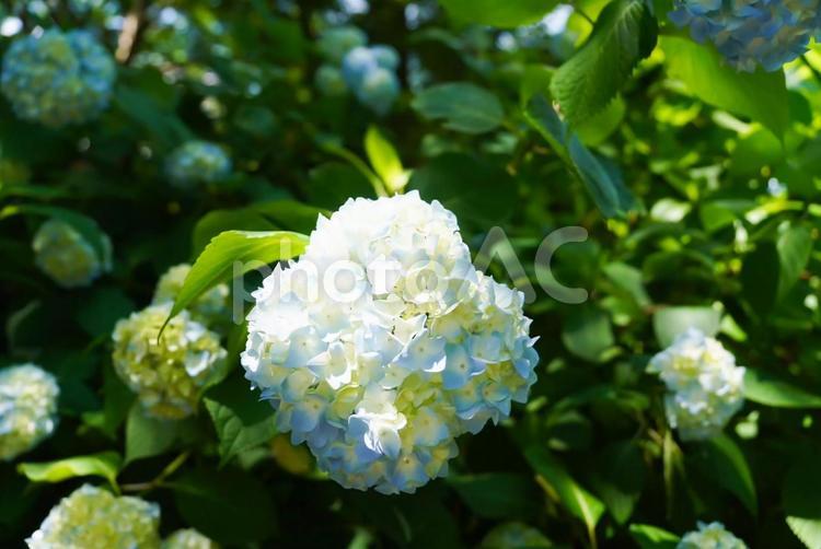 梅雨時期の美しいアジサイ 紫陽花,花,アジサイの写真素材