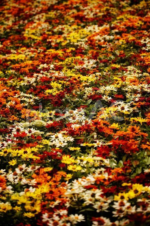 色とりどりの花畑 色とりどり,カラフル,花畑の写真素材