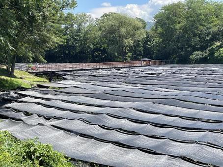 ワサビ田 ワサビ田 信州,大王わさび農場,巨大なわさび田の写真素材