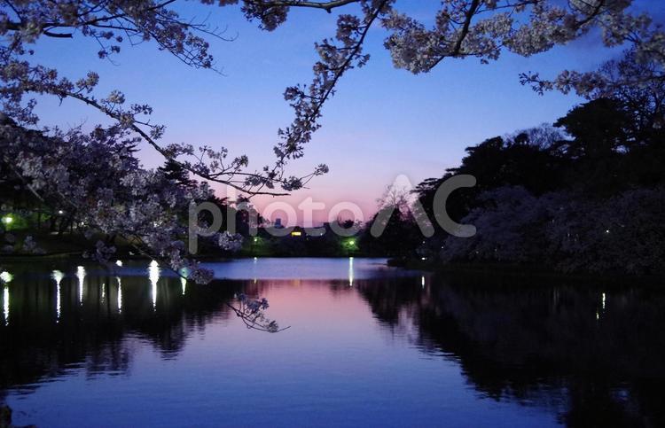 大宮公園　夕暮れ時の舟遊池と桜　埼玉県 大宮公園,桜,さくらの写真素材