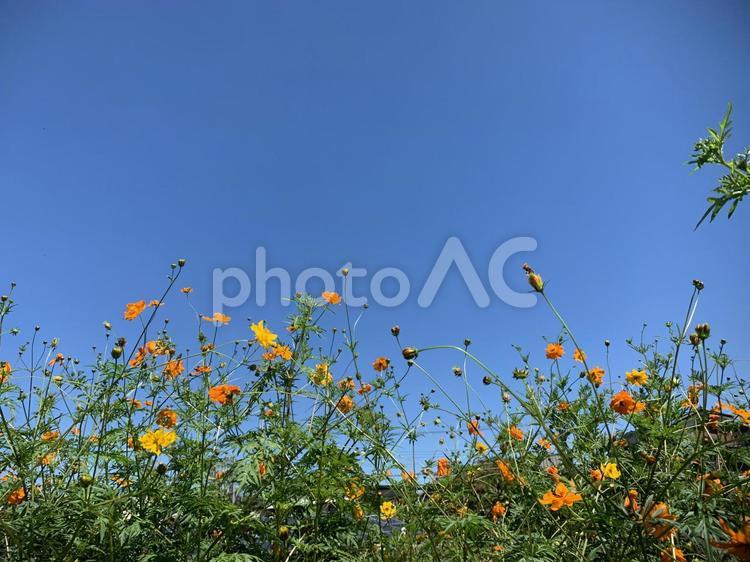 コスモス コスモス,オレンジ,青空の写真素材