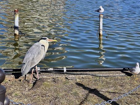 上野公園 不忍池 台東区上野 鳥 冬 上野公園 不忍池 台東区上野 鳥 冬の写真