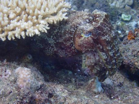 コブシメ コブシメ 海,魚,自然の写真素材