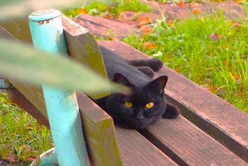 ベンチでくつろぐ野良クロ ベンチでくつろぐ野良クロの写真