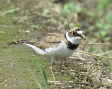 Little Ringed Plover 2 on a footpath, JPG Little Ringed Plover 2 on a footpath, JPG