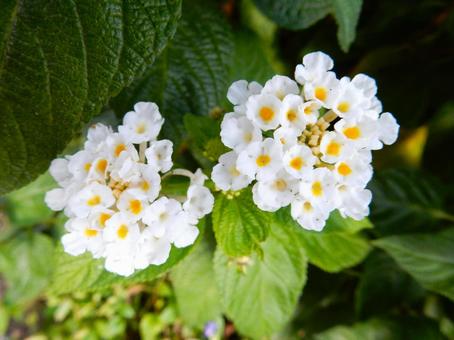 【花の写真】ランタナ（七変化）の写真