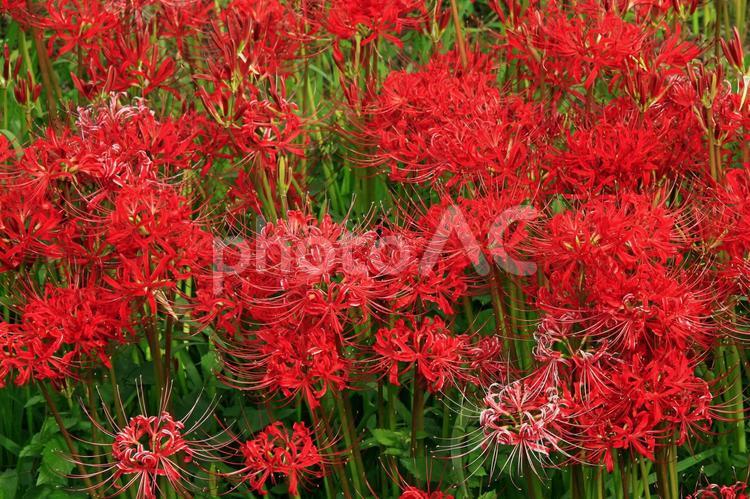 咲き乱れる曼殊沙華 花,植物,野草の写真素材