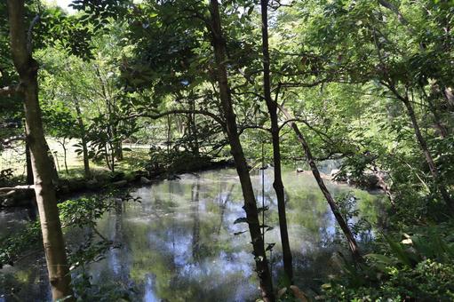 こもれ陽感じる緑の木々の森と池のある公園 こもれ陽感じる緑の木々の森と池のある公園の写真