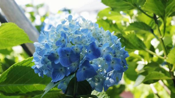 Hydrangea, JPG