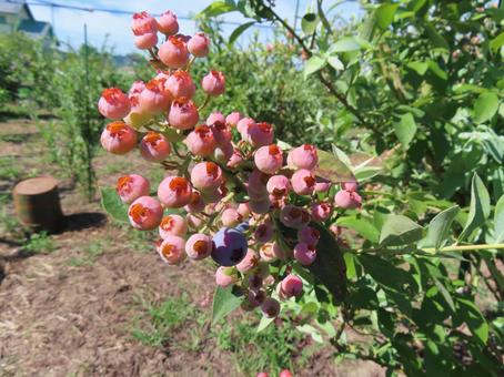 ブルーベリー ブルーベリー ブルーベリー,果実,植木の写真素材
