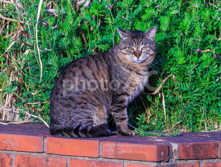 少し眠そうな野良猫さんです。 猫,野良猫,地域猫の写真素材