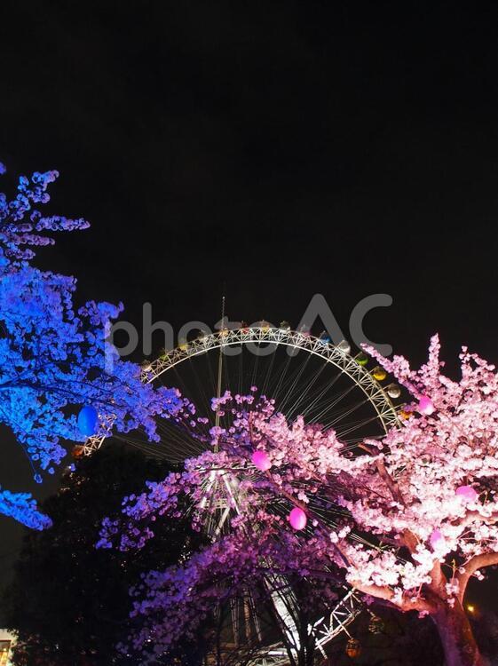 夜桜と大観覧車 夜桜,桜,サクラの写真素材