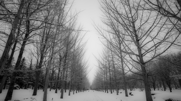 冬の公園の写真