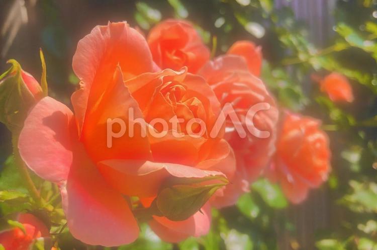 元気なオレンジ色の薔薇　バラ　秋のイメージ バラ,ばら,薔薇の写真素材