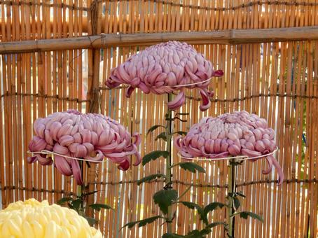 【風景写真】福山菊花展覧会の風景 キク,菊,菊花展の写真素材