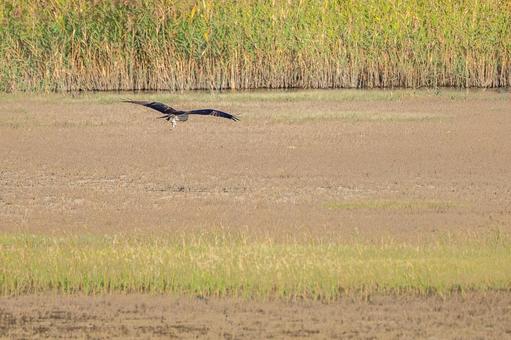 ミサゴ(68)の写真