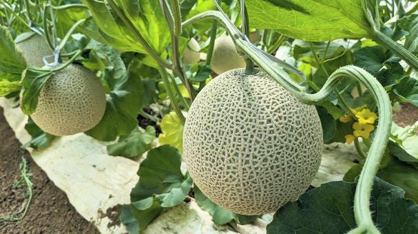 Photo, melon, ares mellon, cantaloupe, 