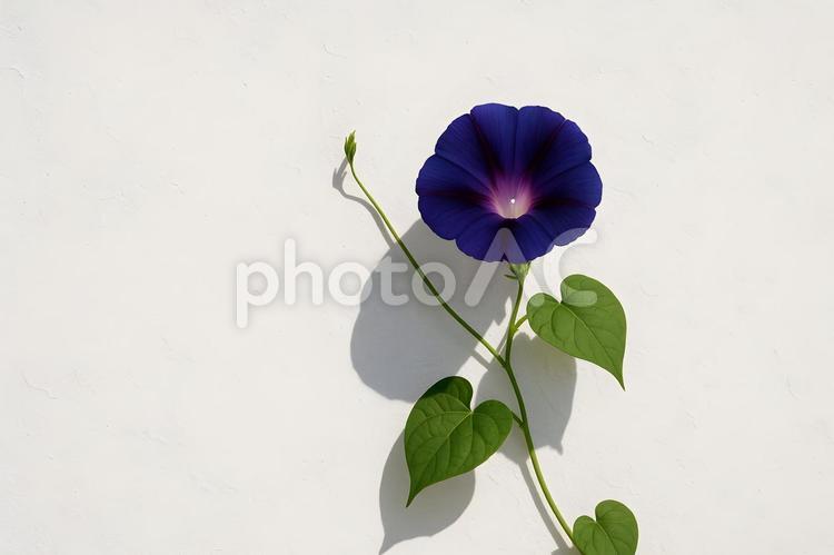 影映える藍色朝顔 藍色朝顔,白壁背景,蔓性植物の写真素材